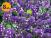 LIMONIUM SINUATUM FORTRESS DARK BLUE 8 SZTUK